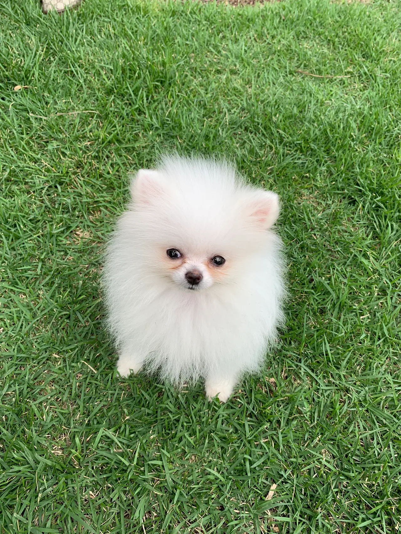 White fluffy Pomeranian puppy sitting in green grass looking at camera.